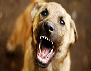 पिसाळलेल्या कुत्र्याने चावा घेतल्याने तरुणाचा मृत्यू