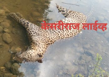 खळबळ, नदीमध्ये बिबट्या मृतावस्थेत आढळला..!