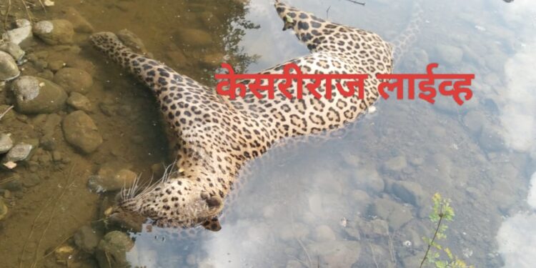 खळबळ, नदीमध्ये बिबट्या मृतावस्थेत आढळला..!