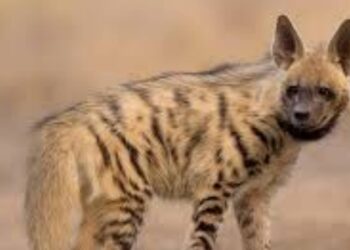 हिंस्र प्राण्यांच्या हल्ल्यात तीन वासरे ठार, एक गंभीर