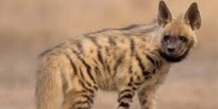 हिंस्र प्राण्यांच्या हल्ल्यात तीन वासरे ठार, एक गंभीर