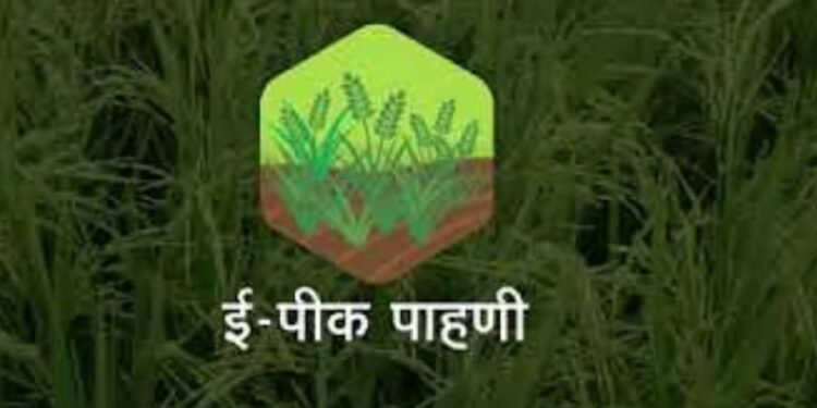 खरीप ई-पीक पाहणीला १ ऑगस्टपासून होणार सुरुवात