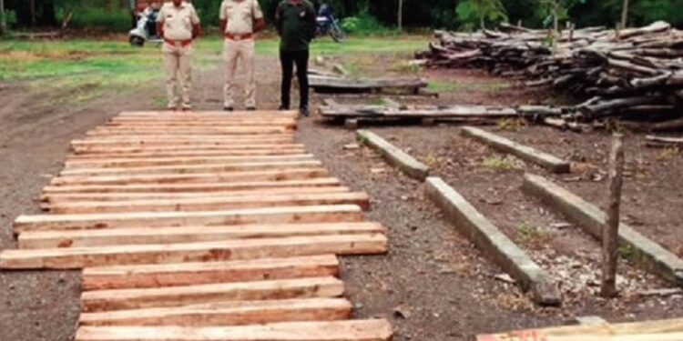 यावल वन विभागाने जप्त केल्या २६ सागवानी पाट्या