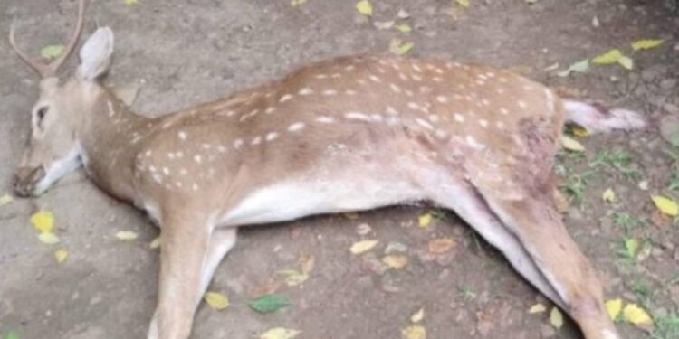 तळवेल येथे मृतावस्थेत हरीण आढळले !
