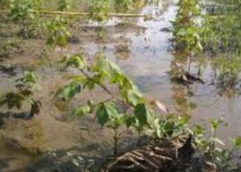 चोपडा तालुक्यात अतिपावसामुळे पिके पाण्यात