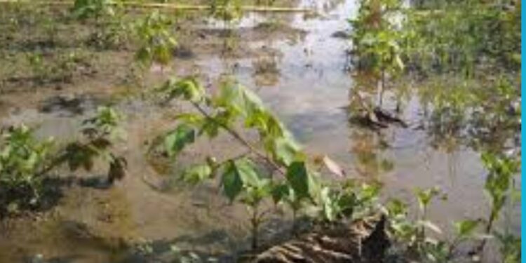 चोपडा तालुक्यात अतिपावसामुळे पिके पाण्यात