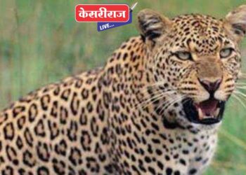 गो-हयाचा मृतदेह आढळला, बिबट्याने ठार केल्याचा संशय