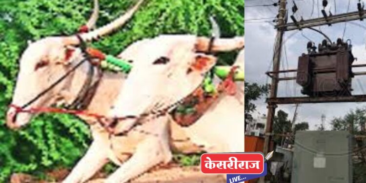 उघड्या डीपीमुळे विजेचा धक्का लागून बैलजोडी ठार