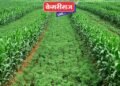 रावेर तालुक्यात खरीप पिकांची स्थिती उत्तम, पिके लागली डोलू !