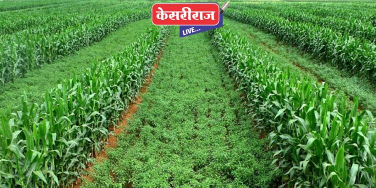 रावेर तालुक्यात खरीप पिकांची स्थिती उत्तम, पिके लागली डोलू !