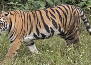 जागतिक व्याघ्र दिनानिमित्त जिल्ह्यात जनजागृती फेरी