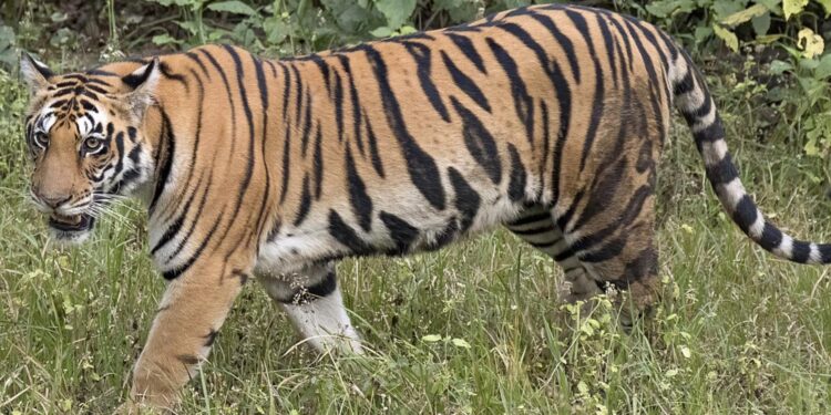 जागतिक व्याघ्र दिनानिमित्त जिल्ह्यात जनजागृती फेरी