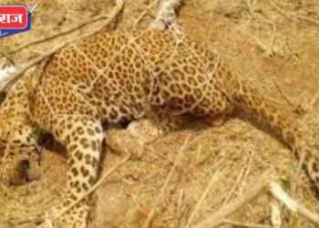 जुनपाणी शिवारात बिबट्या मादी आढळली मृतावस्थेत