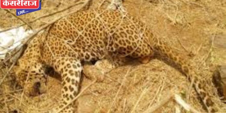 जुनपाणी शिवारात बिबट्या मादी आढळली मृतावस्थेत