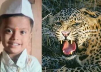 अंगणात खेळणाऱ्या चिमुकल्याला बिबट्याने फरफटत नेले ; मुलाचा मृत्यू