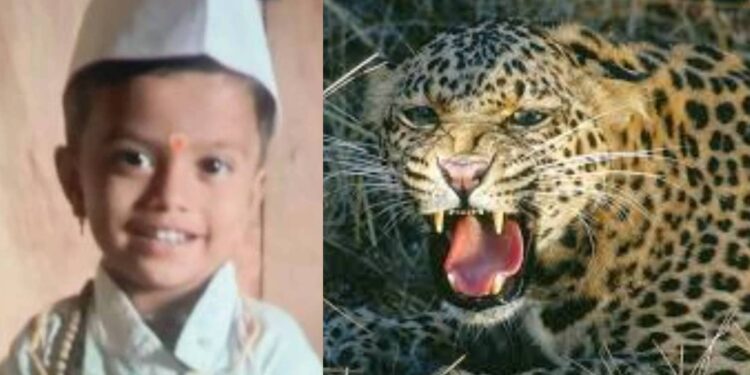 अंगणात खेळणाऱ्या चिमुकल्याला बिबट्याने फरफटत नेले ; मुलाचा मृत्यू