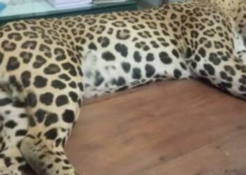 विहिरीत पडल्याने बिबट्याचा मृत्यू : वनविभागाने पंचनामा करून केले दफन