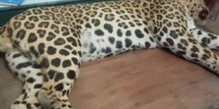 विहिरीत पडल्याने बिबट्याचा मृत्यू : वनविभागाने पंचनामा करून केले दफन