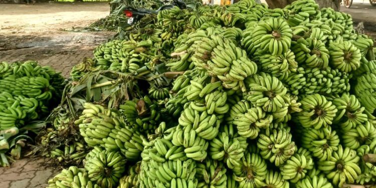 मे मध्ये नुकसान झालेल्या केळी पिकाची नुकसान भरपाई कधी मिळणार ?