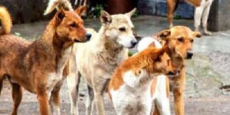 विद्यार्थिनींना भटक्या कुत्र्याने घेतला चावा