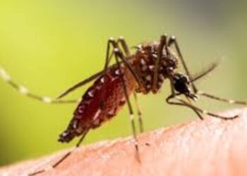 डेंग्यू, मलेरिया, साथरोगांवर तत्काळ उपाययोजना करा