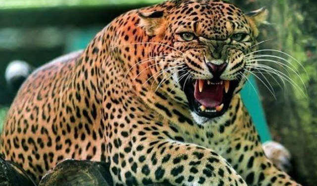 खळबळजनक, आजीसह नातवालाही बिबट्याने केले ठार..!