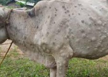लंपी आजाराची लस उपलब्ध : चार लाख गुरांना लाभ