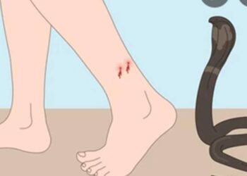 सर्पदंश झाल्याने शेतमजूराचा उपचारादरम्यान मृत्यू