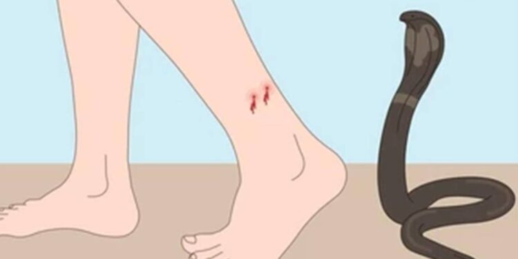 सर्पदंश झाल्याने शेतमजूराचा उपचारादरम्यान मृत्यू