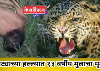 धक्कादायक, बिबट्याच्या हल्ल्यात १३ वर्षीय मुलाचा मृत्यू