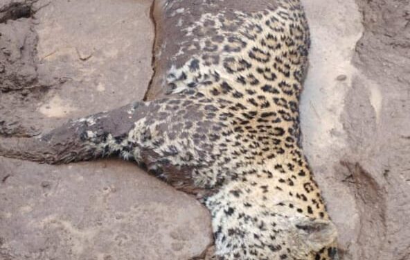 बिबट्याचा चिखलात रुतून मृत्यू, मृत्यूचे कारण अस्पष्ट