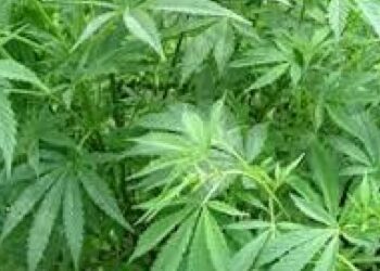 भोकर पळसोद शिवारात कापसाच्या शेतामध्ये गांजाची शेती