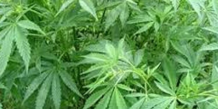 भोकर पळसोद शिवारात कापसाच्या शेतामध्ये गांजाची शेती