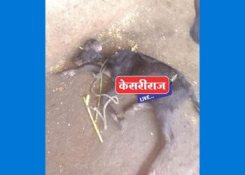 हिस्त्र प्राण्याच्या हल्ल्यात म्हशीचे पारडू ठार