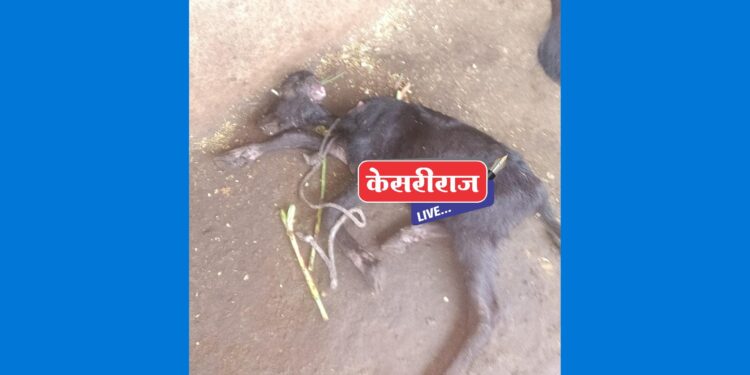 हिस्त्र प्राण्याच्या हल्ल्यात म्हशीचे पारडू ठार