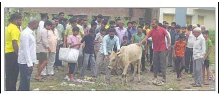 विहिरीत पडलेल्या गोमातेला अग्निशामक दलाकडून जीवदान