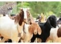 वन्यप्राण्यांकडून ६ शेळ्या, एका वासरूचा फडशा