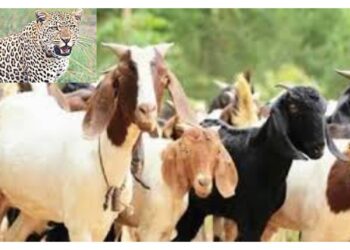 वन्यप्राण्यांकडून ६ शेळ्या, एका वासरूचा फडशा