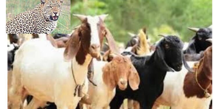 वन्यप्राण्यांकडून ६ शेळ्या, एका वासरूचा फडशा