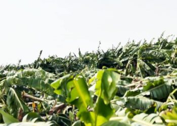 रावेर तालुक्यात पुन्हा वादळी वाऱ्यासह पावसाने ३० गावातील ४७१ शेतकऱ्यांचे नुकसान