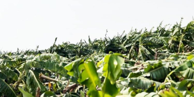 रावेर तालुक्यात पुन्हा वादळी वाऱ्यासह पावसाने ३० गावातील ४७१ शेतकऱ्यांचे नुकसान