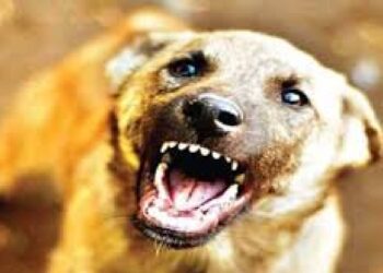 जळगावात मोकाट कुत्र्यांची दहशत ; सात  जणांना घेतला चावा