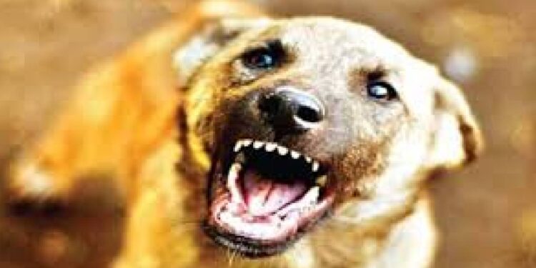 जळगावात मोकाट कुत्र्यांची दहशत ; सात  जणांना घेतला चावा