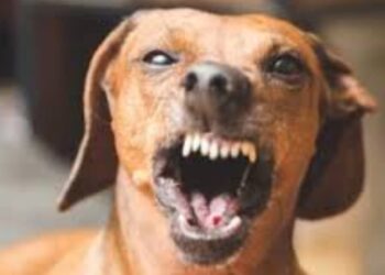 पिसाळलेल्या कुत्र्याने ८ जणांचे तोडले लचके, जखमींवर जळगाव येथे रुग्णालयात उपचार