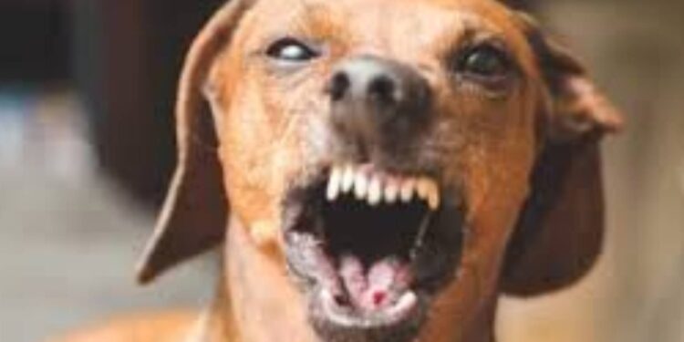 पिसाळलेल्या कुत्र्याने ८ जणांचे तोडले लचके, जखमींवर जळगाव येथे रुग्णालयात उपचार