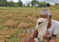 नुकसान झालेल्या शेतकऱ्यांना मिळणार प्रति हेक्टर 13,600 रुपये मदत