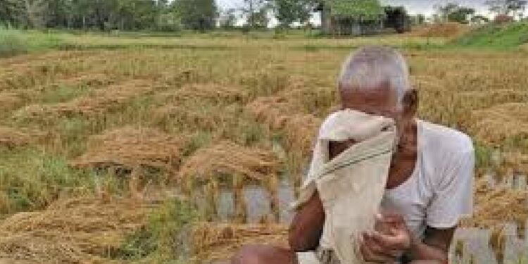 नुकसान झालेल्या शेतकऱ्यांना मिळणार प्रति हेक्टर 13,600 रुपये मदत