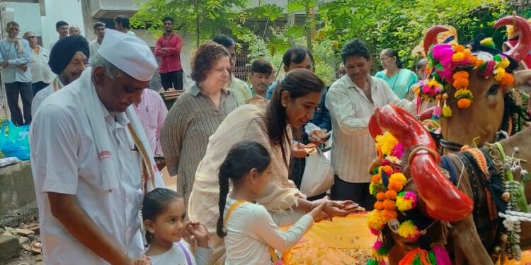 पुरणपोळीसह धान्याची रास खाऊ घालत सर्जाराजाप्रती कृतज्ञता
