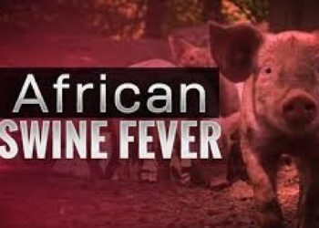 “आफ्रिकन स्वाइन फिवर”चा नंदुरबारमध्ये शिरकाव, वराह ठार करण्याचे आदेश