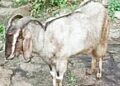 सुकळी परिसरात चोरट्यांनी लांबवल्या ६ शेळ्या
